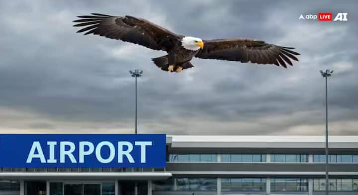 Eagles Blown At Airport: ਹਵਾਈ ਅੱਡੇ ਨੂੰ ਲੈਕੇ ਬਹੁਤ ਸਾਰੀਆਂ ਅਜਿਹੀਆਂ ਗੱਲਾਂ ਹਨ, ਜਿਨ੍ਹਾਂ ਬਾਰੇ ਤੁਹਾਨੂੰ ਪਤਾ ਨਹੀਂ ਹੋਵੇਗਾ। ਆਓ ਜਾਣਦੇ ਹਾਂ ਕਿ ਬਾਜ਼ ਹਵਾਈ ਅੱਡੇ 'ਤੇ ਕੀ ਕਰਦਾ ਹੈ।