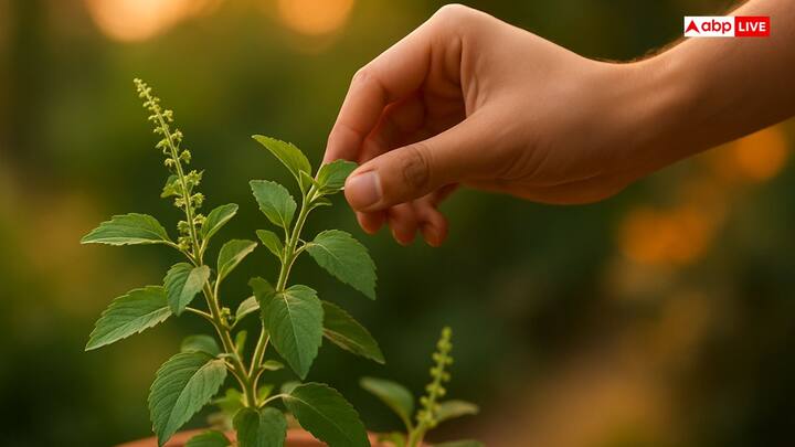 तुलसी के पत्ते न तोड़ें: तुलसी को देवी लक्ष्मी का रूप माना गया है. सूर्यास्त के बाद तुलसी के पत्ते तोड़ना अशुभ होता है और इससे भगवान विष्णु भी नाराज हो सकते हैं, जिससे घर में दरिद्रता आ सकती है.