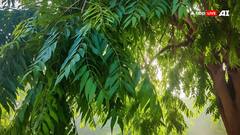 नीम की पत्ती ही नहीं, फूल भी है औषधीय गुणों का खजाना, हीटवेव हो या अपच, चुटकियों में मिलती है राहत