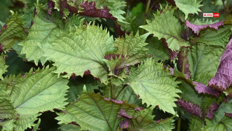 The mysterious plant Black Nettle that grows in the rainy season is full of medicinal properties ANNA बरसात में उगने वाला रहस्यमय पौधा 'काला बिछुआ', औषधीय गुणों से है भरपूर