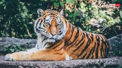 गोरखपुर में बर्ड फ्लू से हुई बाघिन की मौत, जानें जानवरों से इंसानों में कैसे फैलती है ये बीमारी