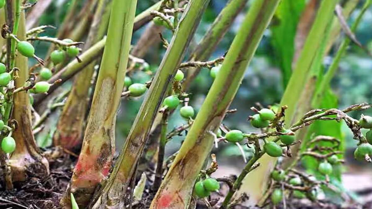 மழையின்மையால் சர சரவென உயர்ந்த ஏலக்காய் விலை.. கிலோவிற்கு 400 ரூபாய் முதல் விலை ஏற்றம்