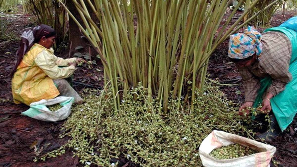 மழையின்மையால் சர சரவென உயர்ந்த ஏலக்காய் விலை.. கிலோவிற்கு 400 ரூபாய் முதல் விலை ஏற்றம்