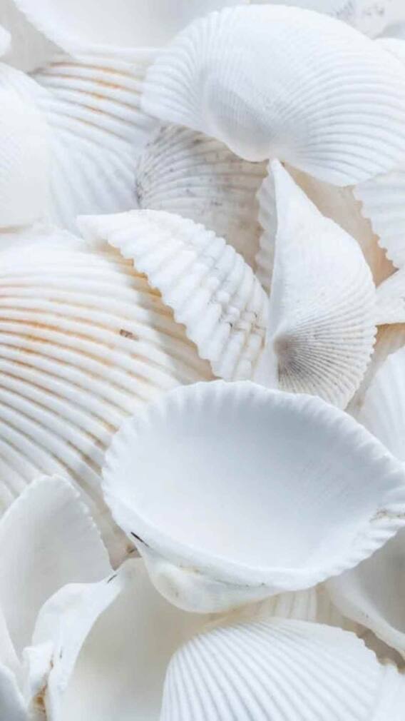 एक कौड़ी की कीमत कितनी होती है?