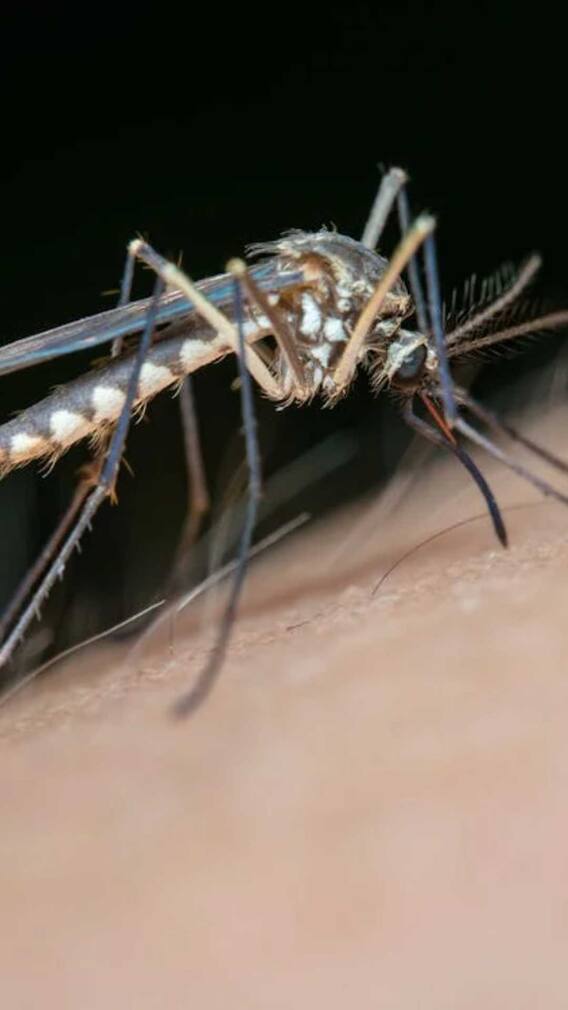 किन रंगों की तरफ आकर्षित होते हैं मच्छर?