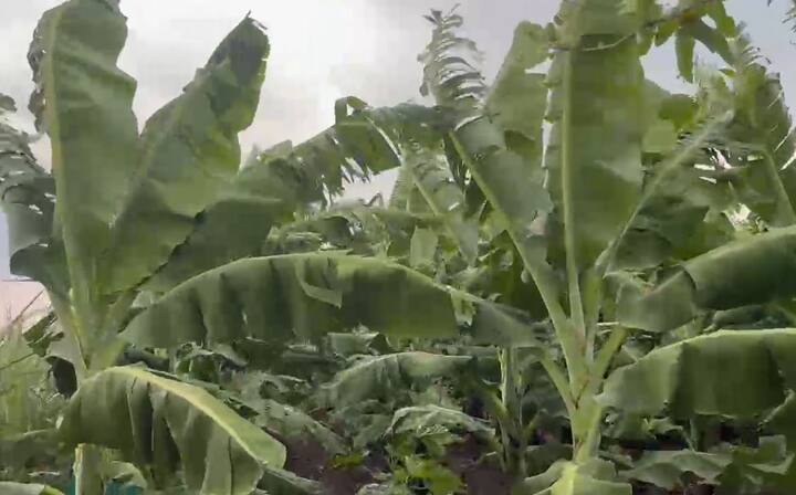 वादळी वाऱ्यासह पडणाऱ्या पावसामुळं शेती पिकांचं मोठं नुकसान होत आहे.