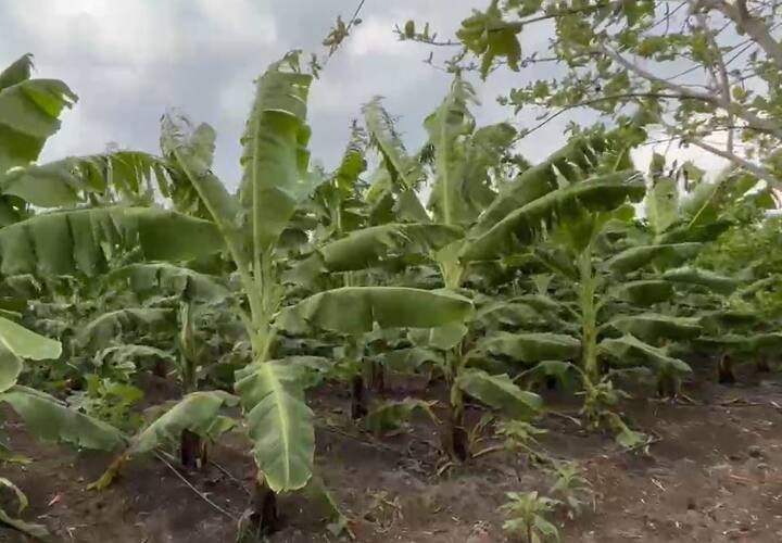 गेल्या काही दिवसापासून राज्याच्या विविध भागात अवकाळी पाऊस पडत आहे.