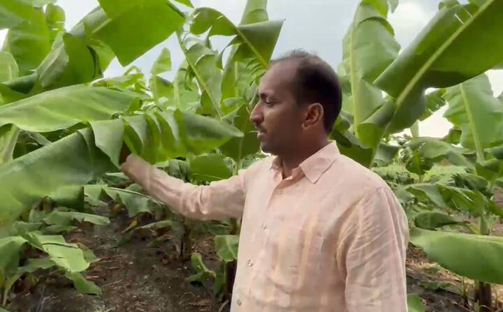 अवकाळी पावसामुळं धारशिव जिल्ह्यातील केळी उत्पादक शेतकरी अडणती सापडला आहे.