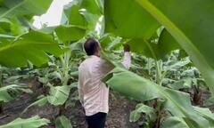 धाराशिवमध्ये वादळी वाऱ्यासह अवकाळी पाऊस, केळी उत्पादक शेतकऱ्यांना मोठा फटका