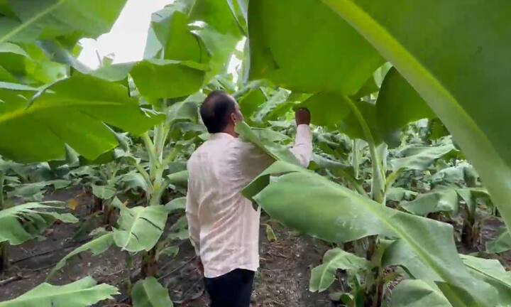 अचानक येत असलेला पाऊस आणि वादळी वाऱ्यामुळे केळीची पाने फाटत आहेत.