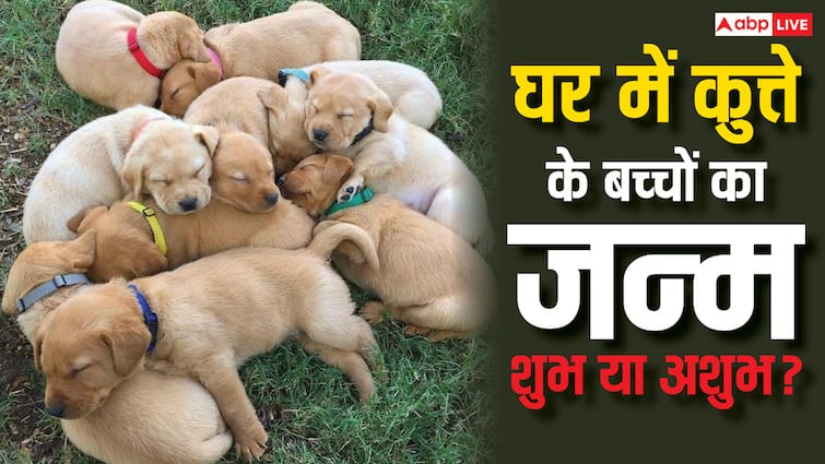 ghar me kutte ke bachchon ka janam shubh ya ashubh घर में कुत्ते के बच्चों का जन्म होना शुभ संकेत हैं या फिर बुरा वक्त आने वाला है?