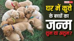 घर में कुत्ते के बच्चों का जन्म होना शुभ संकेत हैं या फिर बुरा वक्त आने वाला है?