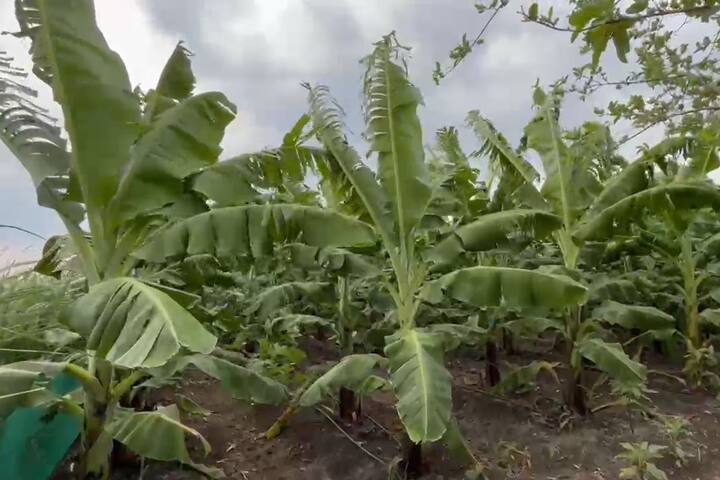 मोठा खर्च करुन अवकाळी पावसाचा फटका बसल्यानं केळीच्या बागांचं नुकसान होत आहे.