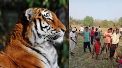 Tiger Claims 5 Lives In 4 Days Along Telangana-Maharashtra Border