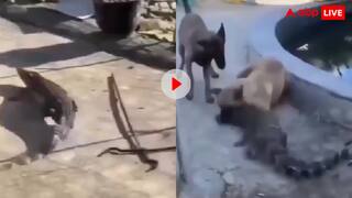 आदमखोर दरिंदे से अकेला भिड़ गया शेरू! मगरमच्छ को मुंह से पकड़ बुरी तरह से फफेड़ा, दिल दहला देगा वीडियो