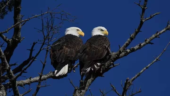 જો પક્ષીઓને ગરુડ દ્વારા નિયંત્રિત ન કરવામાં આવે, તો તેઓ વિમાનો સાથે અથડાઈ શકે છે, જેના પરિણામે તેમની પાંખો તૂટી શકે છે.