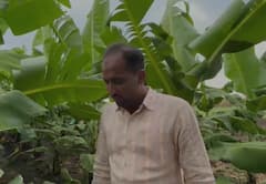 धाराशिवमध्ये वादळी वाऱ्यासह अवकाळी पाऊस, केळी उत्पादक शेतकऱ्यांना मोठा फटका