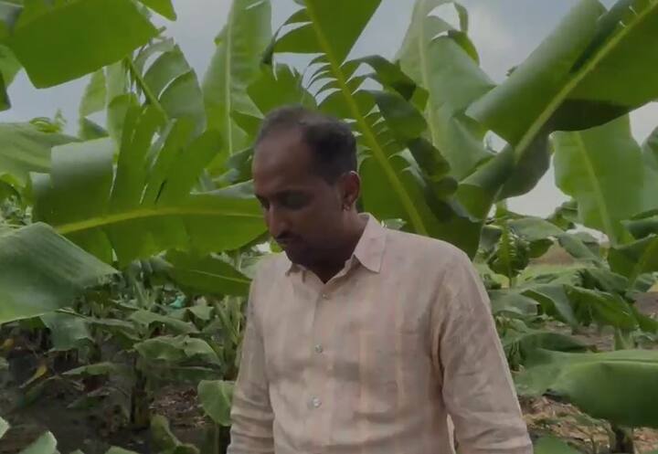 धाराशिव जिल्ह्यात गेल्या दोन दिवसांपासून सुरू असलेल्या अवकाळी पाऊस आणि सोसाट्याच्या वाऱ्यामुळे केळी उत्पादक शेतकऱ्यांना मोठा फटका बसत आहे.