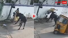 जब मौत सामने थी, मां बनी ‘शेरनी’- गाय के हमले से अपने बच्चे की ऐसे बचाई जान, डरा देगा वीडियो