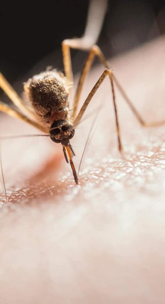 डेंगू होने पर सबसे पहले क्या होता है?