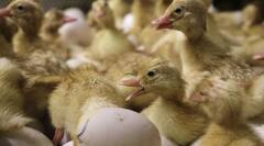 Bird Flu Alert: ਬਰਡ ਫਲੂ ਨੂੰ ਲੈ ਕੇ ਜਾਰੀ ਹੋਇਆ ਅਲਰਟ ਜਾਰੀ ! ਸਾਰੇ ਚਿੜੀਆਘਰ ਪਾਰਕਾਂ ਨੂੰ ਹਫ਼ਤੇ ਲਈ ਕੀਤਾ ਬੰਦ, ਖਾਣ-ਪੀਣ ਸੰਬੰਧੀ ਵਰਤੋ ਇਹ ਸਾਵਧਾਨੀਆਂ