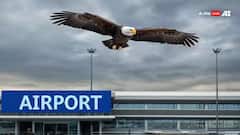 Airport GK: એરપોર્ટ પર કેમ પાળવામાં આવે છે બાજ, શું હોય છે તેનું કામ ?