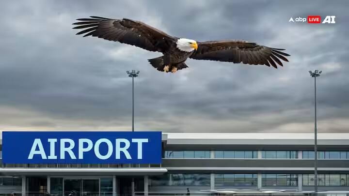 એરપોર્ટની આસપાસ પક્ષીઓને નિયંત્રિત કરી શકાય તે માટે ગરુડને વિમાનમાં ઉડાડવામાં આવે છે