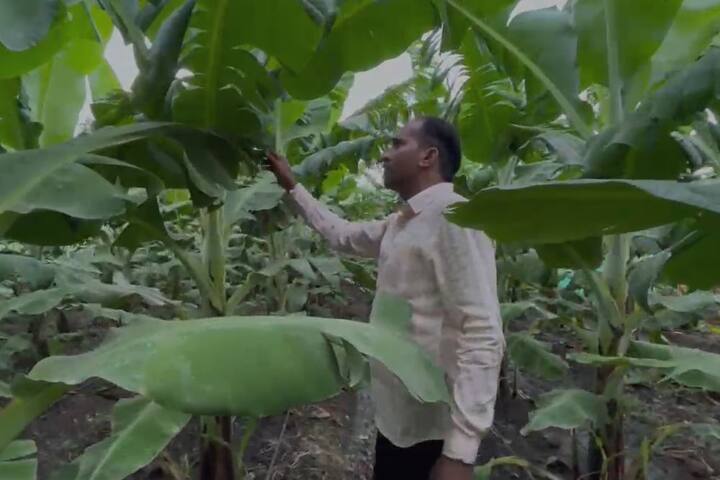 केळीची पाने फाटल्याचा परिणाम थेट उत्पन्नावर होणार आहे.