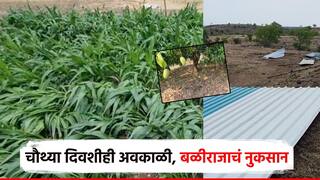 लातूर जिल्ह्यात 4 थ्या दिवशीही अवकाळीचं थैमान; गाय-म्हैस अन् 600 कोंबड्या दगावल्या; शेतातली पिकं झोपली