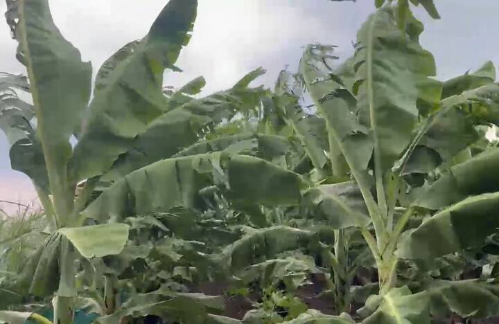 अचानक येत असलेला पाऊस आणि वादळी वाऱ्यामुळे केळीची पाने फाटत आहेत.