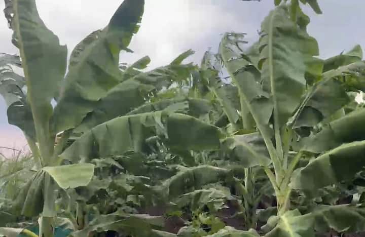 अवकाळी पावसामुळं शेतकऱ्यांसमोर मोठी अडचण निर्माण झाली आहे.