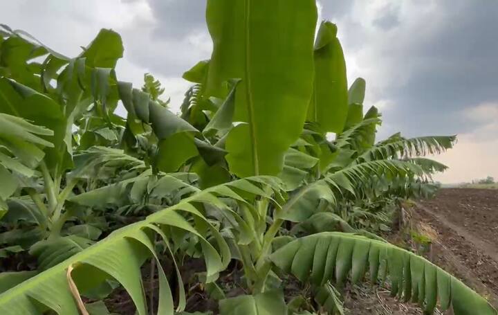 हजारो रुपये खर्च करून तळहाताच्या फोडाप्रमाणे सांभाळलेल्या या बागेतून खर्च निघणार का? हा प्रश्न शेतकऱ्यांसमोर उभा ठाकलाय.