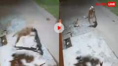 рд░рдЬрд┐рдпрд╛ рдЧреБрдВрдбреЛрдВ рдореЗрдВ рдлрдВрд╕ рдЧрдИ! рддреЗрдВрджреБрдП рдиреЗ рдЕрдХреЗрд▓рд╛ рд╕рдордЭрдХрд░ рдХреБрддреНрддреЗ рдкрд░ рдХрд░ рджрд┐рдпрд╛ рдЕрдЯреИрдХ, рдлрд┐рд░ рдЖрдлрдд рдореЗрдВ рдкрдбрд╝ рдЧрдИ рд╢рд┐рдХрд╛рд░реА рдХреА рдЬрд╛рди