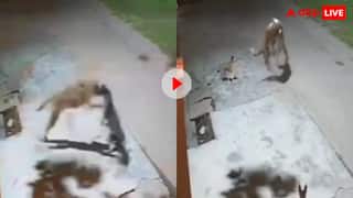 रजिया गुंडों में फंस गई! तेंदुए ने अकेला समझकर कुत्ते पर कर दिया अटैक, फिर आफत में पड़ गई शिकारी की जान