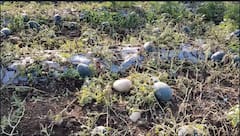 आठ दिवसांपासून अवकाळीने झोडपले, नंदुरबारमध्ये फळबागांना मोठा फटका, शेतकरी हतबल Photos