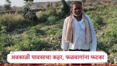 आठ दिवसांपासून अवकाळीने झोडपले, नंदुरबारमध्ये फळबागांना मोठा फटका, शेतकरी हतबल Photos