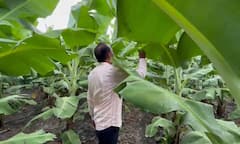 धाराशिवमध्ये वादळी वाऱ्यासह अवकाळी पाऊस, केळी उत्पादक शेतकऱ्यांना मोठा फटका