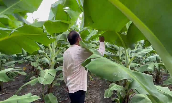 धाराशिव जिल्ह्यात वादळी वाऱ्यासह अवकाळी पावसामुळं केळी उत्पादक शेतकऱ्यांचे मोठे नुकसान होत आहे.