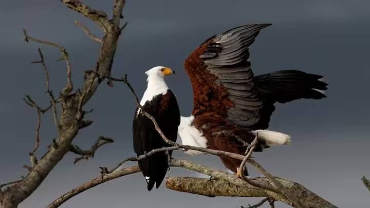 જો કોઈ પક્ષી વિમાન સાથે અથડાય છે, તો વિમાનના એન્જિનમાં આગ લાગવાનું જોખમ હોઈ શકે છે, જે મુસાફરોના જીવને જોખમમાં મૂકી શકે છે.