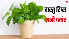 घर में लगा मनी प्लांट सूखने लगे तो क्या संकेत देता है, क्या ये किसी अनहोनी का भी सूचक है
