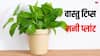 Vastu Tips: घर में लगा मनी प्लांट सूखने लगे तो क्या संकेत देता है, क्या ये किसी अनहोनी का भी सूचक है