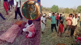 Killer Tiger: కిల్లర్ టైగర్ను బంధించిన అటవీశాఖ, పులి దాడుల్లో 4 రోజుల్లో ఐదుగురు మృతి