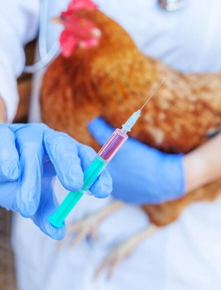 ਦੇਸ਼ 'ਤੇ ਮੰਡਰਾਉਣ ਲੱਗਾ ਇੱਕ ਹੋਰ ਖਤਰਾ, Bird Flu ਸਬੰਧੀ ਅਲਰਟ ਜਾਰੀ