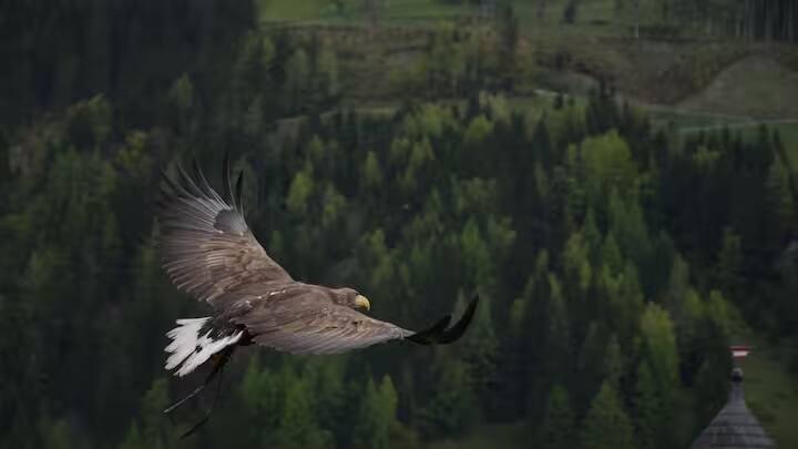 તેમના શિકારી સ્વભાવને કારણે, ગરુડ અન્ય પક્ષીઓને એરપોર્ટ વિસ્તારમાં પ્રવેશતા અટકાવે છે અને વિમાનનું રક્ષણ કરવામાં મદદ કરે છે.