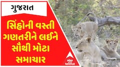 Lion census: સિંહોની વસ્તી ગણતરીને લઈને સૌથી મોટા સમાચાર, જુઓ સિંહોની સંખ્યામાં કેટલો થયો વધારો?