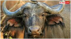 अब नहीं रहेगा लम्पी स्किन डिजीज का डर, भारत बायोटेक ने लॉन्च की नई वैक्सीन