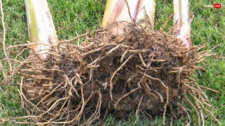 अगर किसी व्यक्ति को मंगल दोष है तो उससे छुटकारा पाने के लिए केले की जड़ की पूजा करना चाहिए.