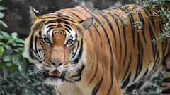 Tiger Mauls Kerala Worker To Death, Locals Erupt Over Forest Dept Negligence