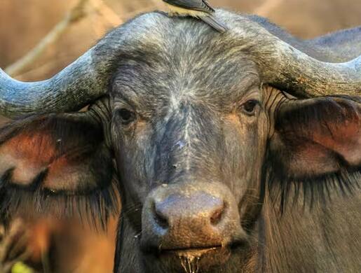 આ રસીને બાયોલમ્પિવેક્સિન (Biolumpivaxin)  નામ આપવામાં આવ્યું છે, જે આંધ્રપ્રદેશના વિજયવાડામાં આયોજિત પશુધન સમૃદ્ધિ પરિષદ દરમિયાન લોન્ચ કરવામાં આવ્યું હતું. સીએમ નાયડુએ લોન્ચ દરમિયાન કહ્યું હતું કે, 'રસીના અસરકારક અમલીકરણ માટે તમામ જરૂરી ધોરણોનું પ્રમાણિકપણે પાલન કરવું જોઈએ.' આનાથી રાજ્યના પશુધન વિકાસ યોજનામાં 20 ટકાનો વધારો થશે. આ ઉપરાંત, ડેરી ઉદ્યોગને પણ આનાથી ઘણો ફાયદો થશે.