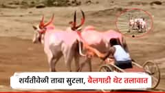 शर्यतीवेळी ताबा सुटला, दोन्ही बैलांना गळफास बसला, बैलगाडी थेट तलावात, हादरवणारा अपघात!